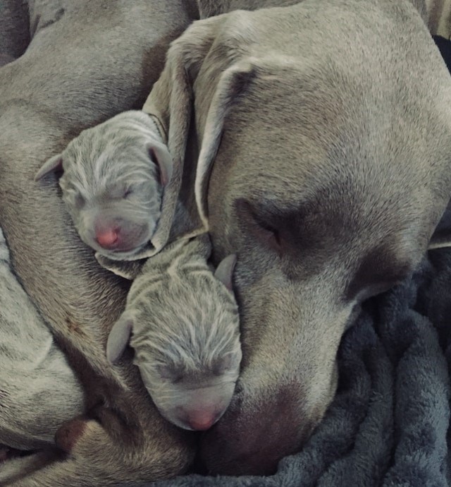 Pourquoi donner des croquettes chiot à sa chienne gestante ou allaitante ?
